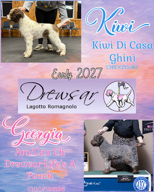 Drewsar Lagotto Puppies