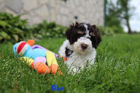 Drewsar Lagotto Info