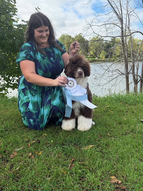 Drewsar Portuguese Water Dog News