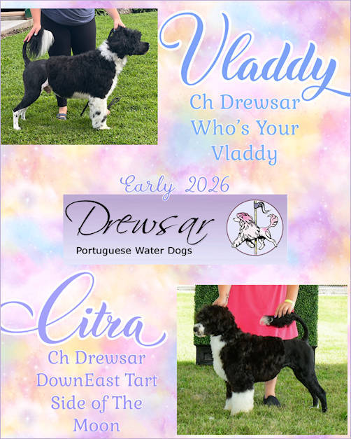 Drewsar PWD Planned Litter March 2026